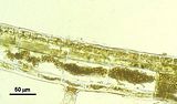 Lobophora variegata6
